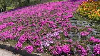 国営みちのく杜の湖畔公園4　20220505　彩の広場　シバザクラ