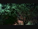 桜に寄せて 2022