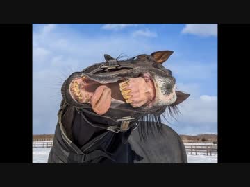 ウオッカと見る柵破壊神 タニノギムレット