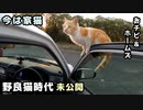 人間のお家と思っている車内に招待された野良猫