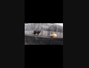 ボス猫が通る道は何があっても邪魔してはならぬ！？#Shorts【野良猫】【感動猫】