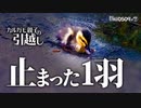 0509R⑦【雛鳥の捕食】カルガモ親子の引越し中に雛鳥が止まった理由。生まれた大家族。流される赤ちゃんカモ。　#カルガモ親子　#捕食　#身近な生き物語