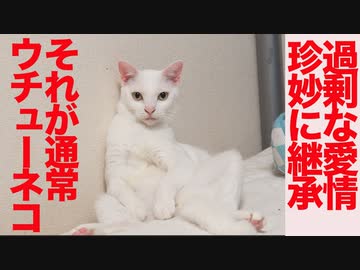 ウチューネコチャン、過剰な愛情を珍妙に継承する