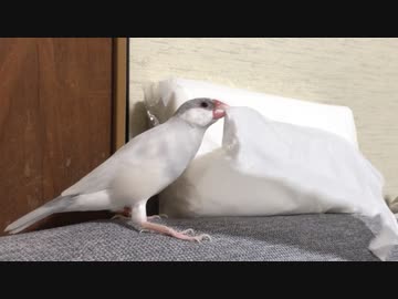 ひっぱれ！ひっぱれ！