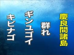 キビナゴ＆ギンユゴイの群れ！沖縄ダイビング