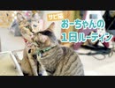 お父さんが大好きすぎるサビ猫の1日ルーティン