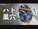 0430C①【ハト親子、雛の声が可愛すぎ】鳩の巣、病気の鯉とカラスが密集。カルガモ水かきの動き。ツバメとイワツバメ。野生動物に餌をあげないで。　#カワラバト　#鳩　#ハト　#身近な生き物語