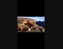 何故だ？猫が集まる不思議な場所#Shorts【野良猫】【感動猫】