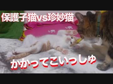 保護子猫育成教室、受け継がれる子猫の珍妙