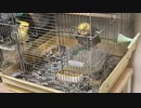 水浴びタモリ