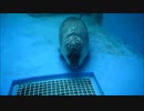 あざーら