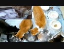 今週のおやつ（本隊）【蒼民家の猫々】