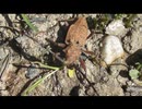 カミキリムシ(歩くカミキリ)を眺めるだけ