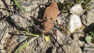 人気の カミキリムシ 動画 42本 ニコニコ動画