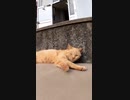 漁港でよく見かける野良猫をモフり倒す#Shorts【野良猫】【感動猫】