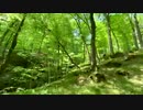 森と鳥(192kbps 95kbps audio-00)