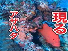 アザハタの根トウマNo1沖縄ダイビング・慶良間諸島国立公園