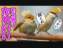 0430C②【かわいい子育て】捕食者モズ親子の餌やり。野鳥のさえずりカワラヒワ。シジュウカラとメジロの鳴き声【　#身近な生き物語　】　#モズ　#カワラヒワ　#シジュウカラ