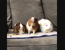 ホモと見る　突然攻撃されるハムさん