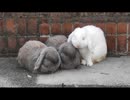 とにかく、ウサギを眺める その1