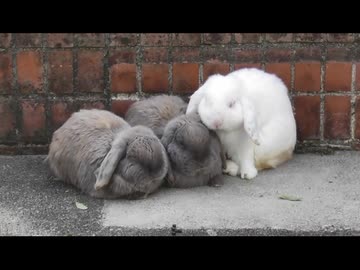 とにかく、ウサギを眺める その1