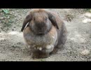 とにかく、ウサギを眺める その2