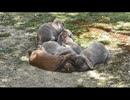 とにかく、ウサギを眺める その3