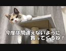 子猫も好き嫌いがあるそうです。