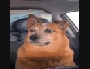 いっぬ