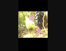 変なおじさんとこの　鶏さん２９４　尻！！