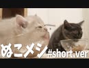 #35 ぬこめしタイム  Kitten Lunchtime   #ASMR
