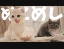 #36 はらへり仔猫の晩ごはん Hungry Kitten's dinner