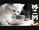 #37 仔猫のランチタイム Kitten lunch time #ASMR