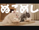 #38 ぬこめしタイム Kitten Dinner time #ASMR