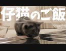 #40 新しい食器でご飯を食べる仔猫たちがこちらです Kittens eating with new skeleton food ball