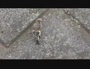 【野鳥の子ども】カワラヒワの幼鳥　Oriental Greenfinch / Chloris sinica