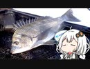 釣り人(末期)の水辺徘徊記録　その2【VOICEROID フカセ釣り実況】