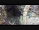 天の岩戸行ってみた