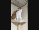 落ちろ！ ・・・落ちたな(猫)