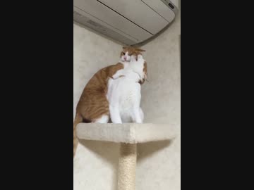 落ちろ！ ・・・落ちたな(猫)