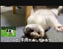 落下を待つ猫