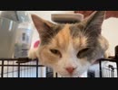 子猫が初めて変顔やってみた。