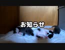 【お知らせ】サブチャンネル作りました
