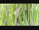 カルガモに金の玉！？