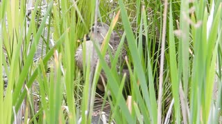 カルガモに金の玉！？