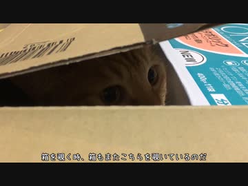猫と段ボールと私