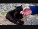 地面にブラックホールが出来てると思ったら黒猫だったｗ【野良猫】【感動猫】