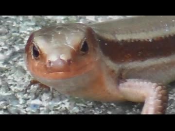 今年もニホントカゲを眺めるだけ その1