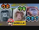 無限ゴリラスロット -GORILLA SLOT INFINITY-　実況プレイ