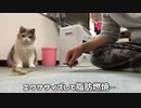 猫の朝のご挨拶がこちら・・・